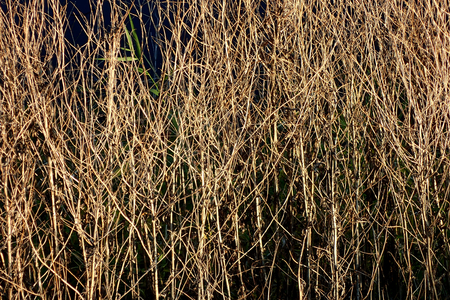 Dry autumn branchesの写真素材