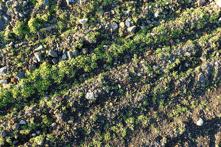 Plowed land with plantsの写真素材