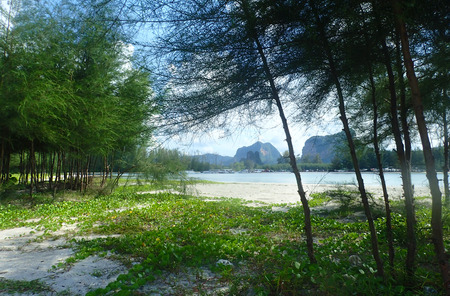 Young trees by the seaの写真素材
