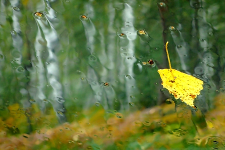 Yellow leaf on glassの写真素材