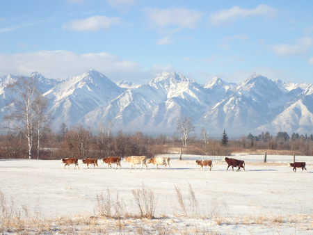 Cows graze in the mountains in winterの写真素材