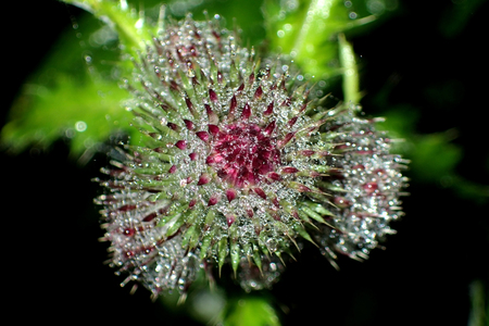 Thistle after the rainの写真素材