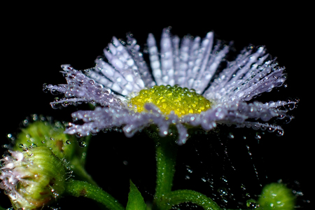 Blue flowers after the rainの写真素材