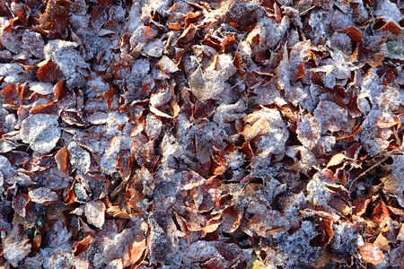 Frost on autumn leavesの写真素材