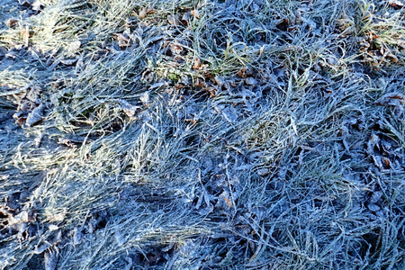Frost on the grass in late autumnの写真素材