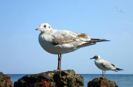 Seagulls on the seaの写真素材