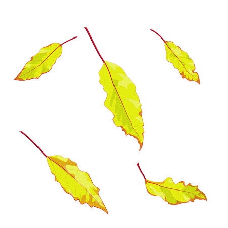Vector isolated autumn leaves. Design for textile, fabric, card, website, brochure, booklet, flier. Colorful golden, yellow and orange leaves in watercolor styleのイラスト素材
