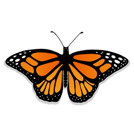 Realistic butterfly illustration.のイラスト素材