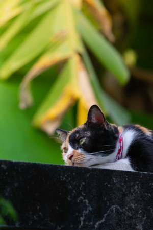Cat chilling on the wall with green background.の写真素材