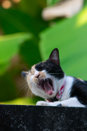 Cat yawning with green background.の写真素材