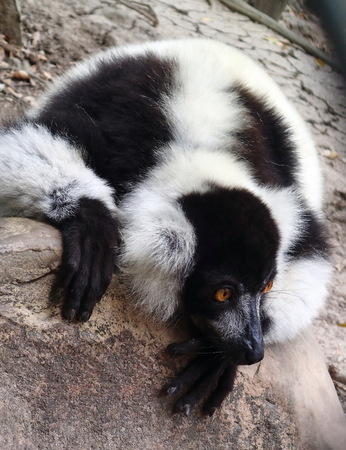 Black-and-white ruffed lemur, Varecia variegatusの写真素材
