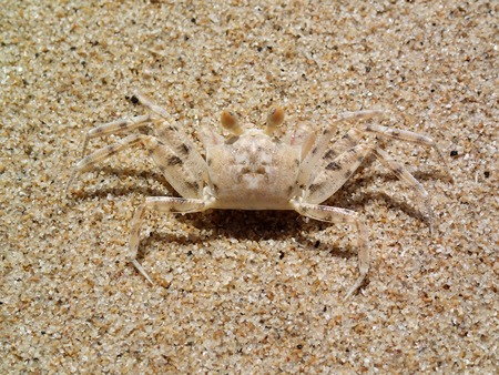 Camouflage of ghost crab on sandの写真素材