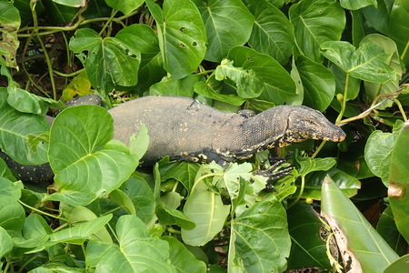 Asian water monitor in foliage, Varanus salvator in greeneryの写真素材