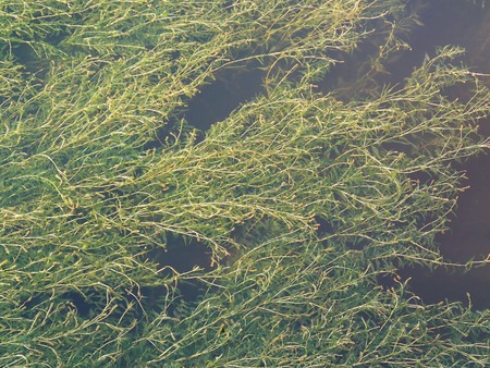 Swamp background, texture of green algae in waterの写真素材