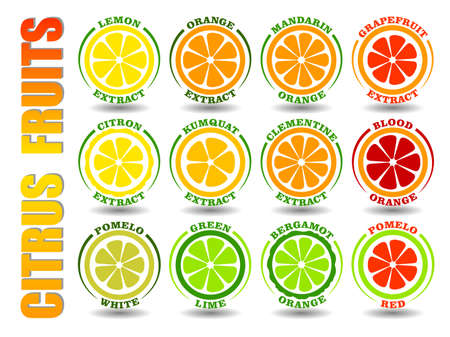 Creative concept set of round cartoon logos with citrus fruits icons. Flat illustration symbols of Orange, Lemon, Lime, Grapefruit, Pomelo, Mandarin, Bergamot, Kumquat, Clementine vector circle signsのイラスト素材