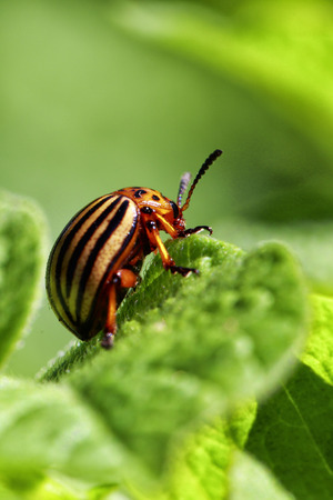 Close striped garden season pestの写真素材