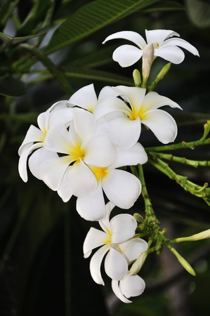 Closeup shot of a beautiful flowerの写真素材