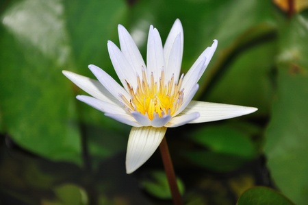 A closeup shot of a beautiful lotus flowerの写真素材