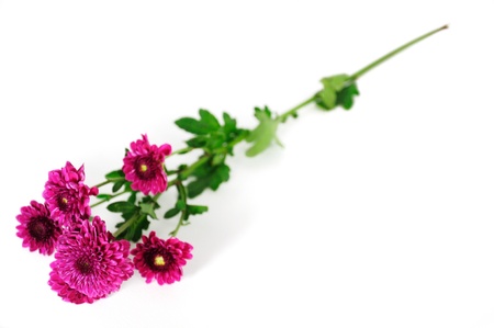 Chrysanthemums flower isolated on white backgroundの写真素材