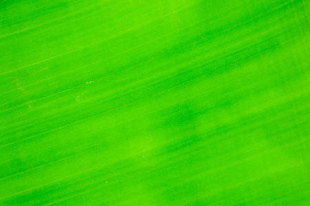 banana leaf backgroundの写真素材