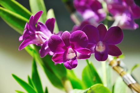 closeup of Beautiful purple orchidの写真素材