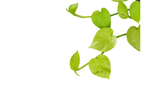 green leaves isolated on white backgroundの写真素材