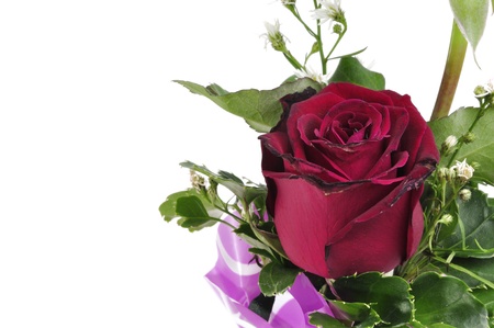 red roses isolated on whiteの写真素材