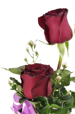 red roses isolated on whiteの写真素材