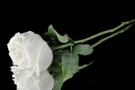 White roses isolated on Black Backgroundの写真素材