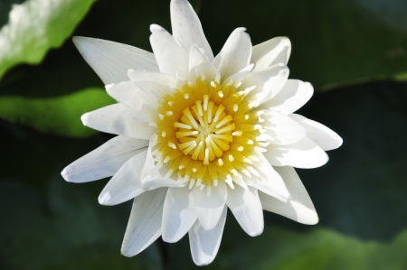 A closeup shot of a beautiful lotus flowerの写真素材
