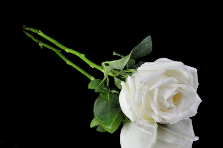 White roses isolated on Black Backgroundの写真素材