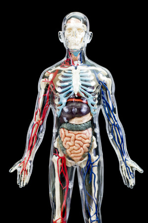 A male human skeleton with internal organs isolated on black background.front viewの写真素材