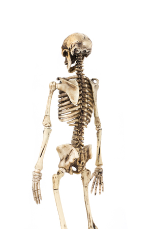 Half-length portrait of human skeleton isolated on white background.の写真素材