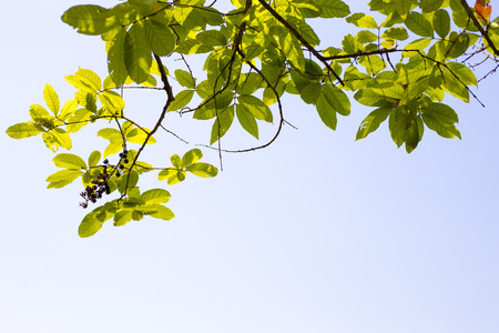 Spring branchの写真素材