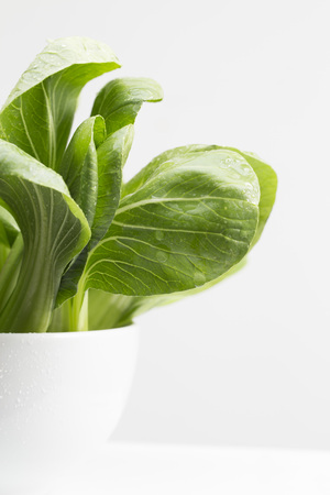 Bunches of Bok Choyの写真素材