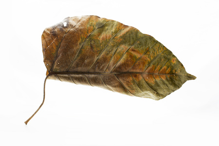 Aging leaf skinの写真素材