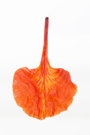 Aging leaf skinの写真素材