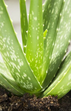 Aloe Vera plantの写真素材