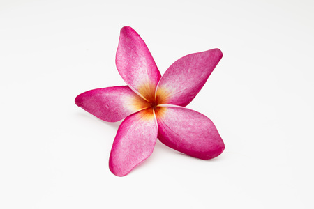 Plumeria flowerの写真素材