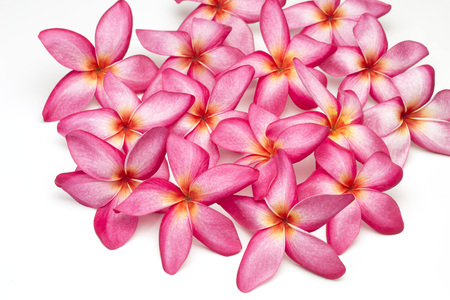 Plumeria flowerの写真素材