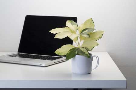 Beautiful leaves in the vaseの写真素材