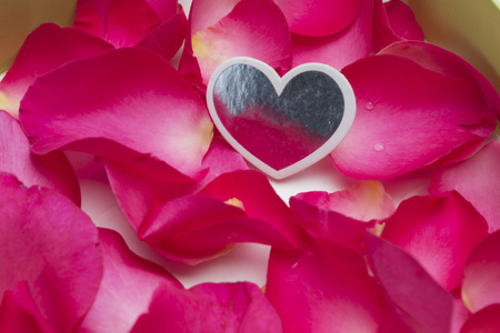 Roses flower with heathの写真素材