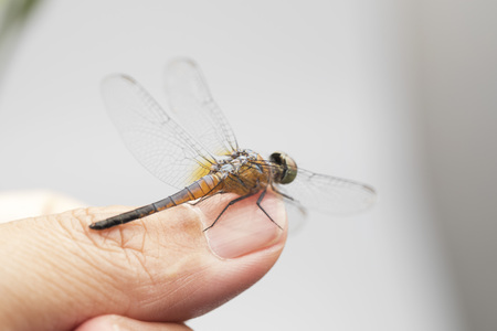 Dragonfly perched on fingerの写真素材