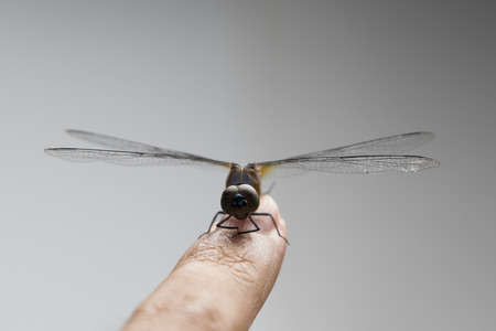 Dragonfly perched on fingerの写真素材