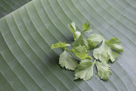 Parsley on banana leafの写真素材