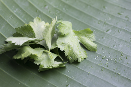 Parsley on banana leafの写真素材
