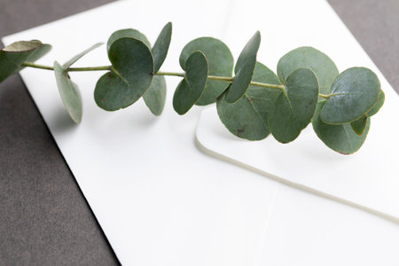 Eucalyptus branches on white envelope