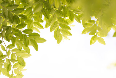 Simple nature background with leaves and copy spaceの写真素材