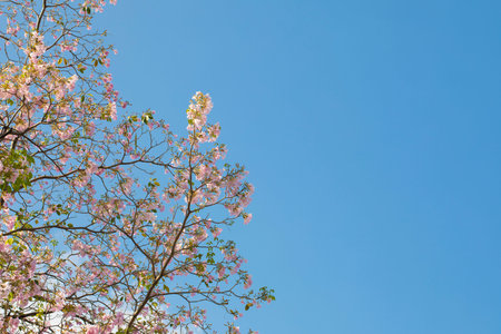 Blue skies and pink blossoms in Thailand