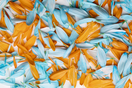 Chrysanthemum petals colorful combinationの写真素材